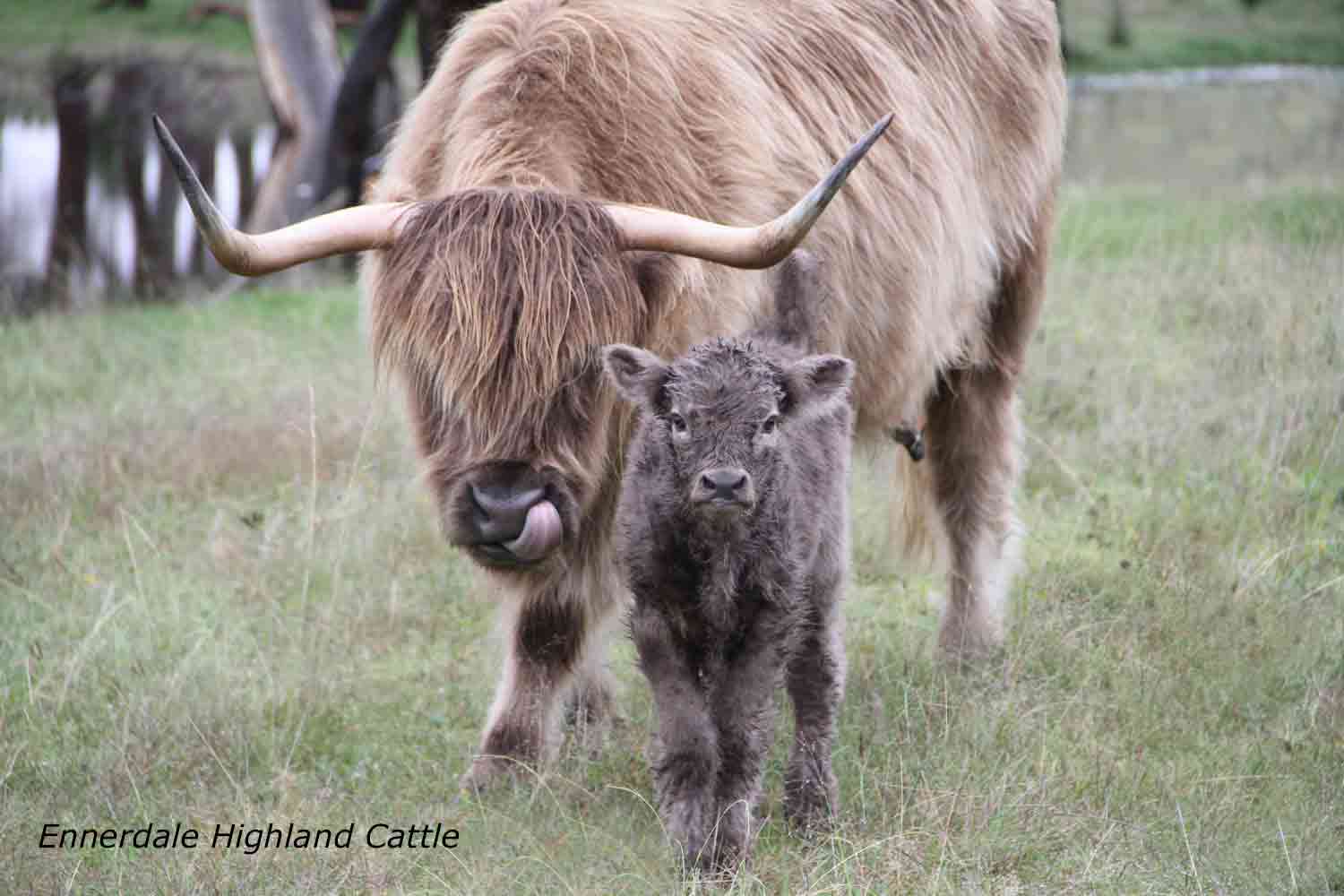 Gestation Calculator » Ennerdale Highland Cattle