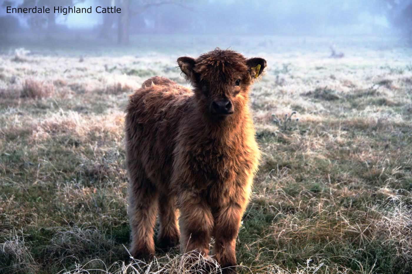 scottish-gaelic-names-ennerdale-highland-cattle