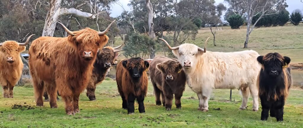 Australian Highland Cattle