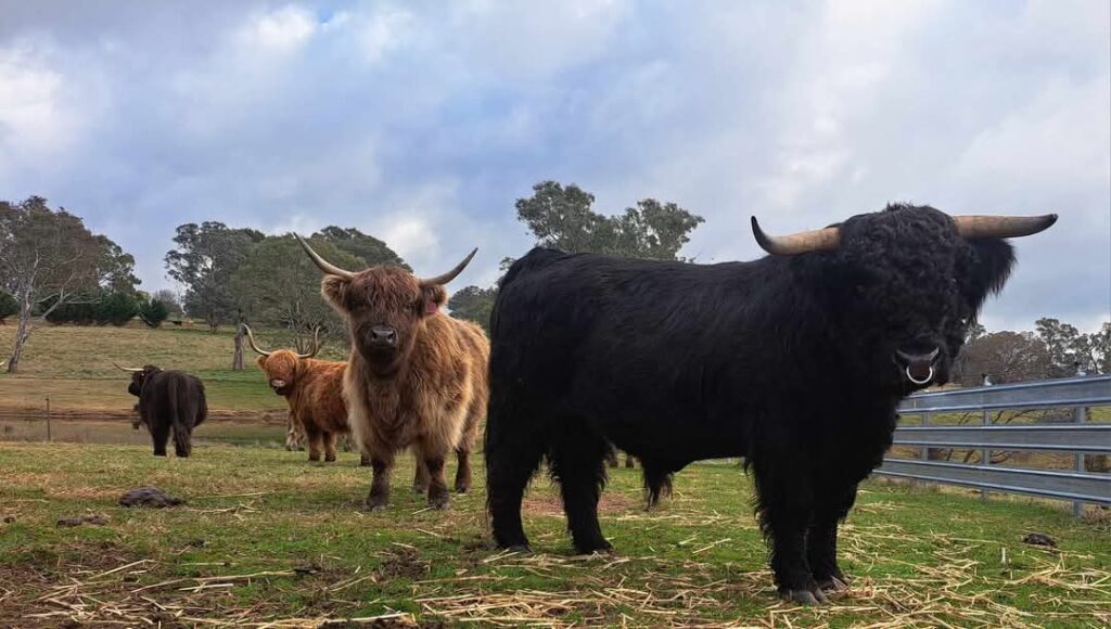 Australian Highland Cattle