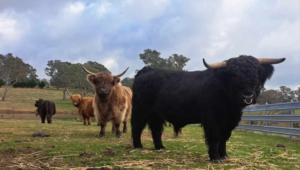 Australian Highland Cattle