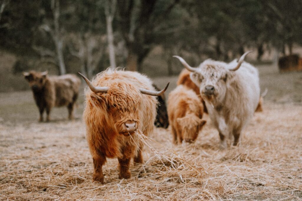Australian Highland Cattle