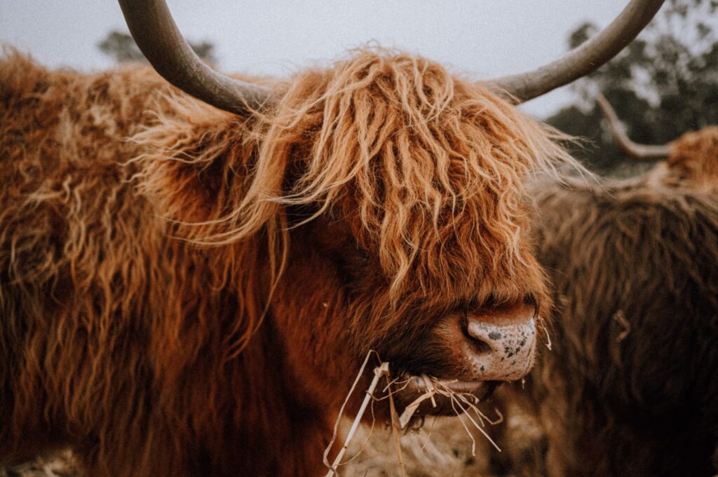 Australian Highland Cattle