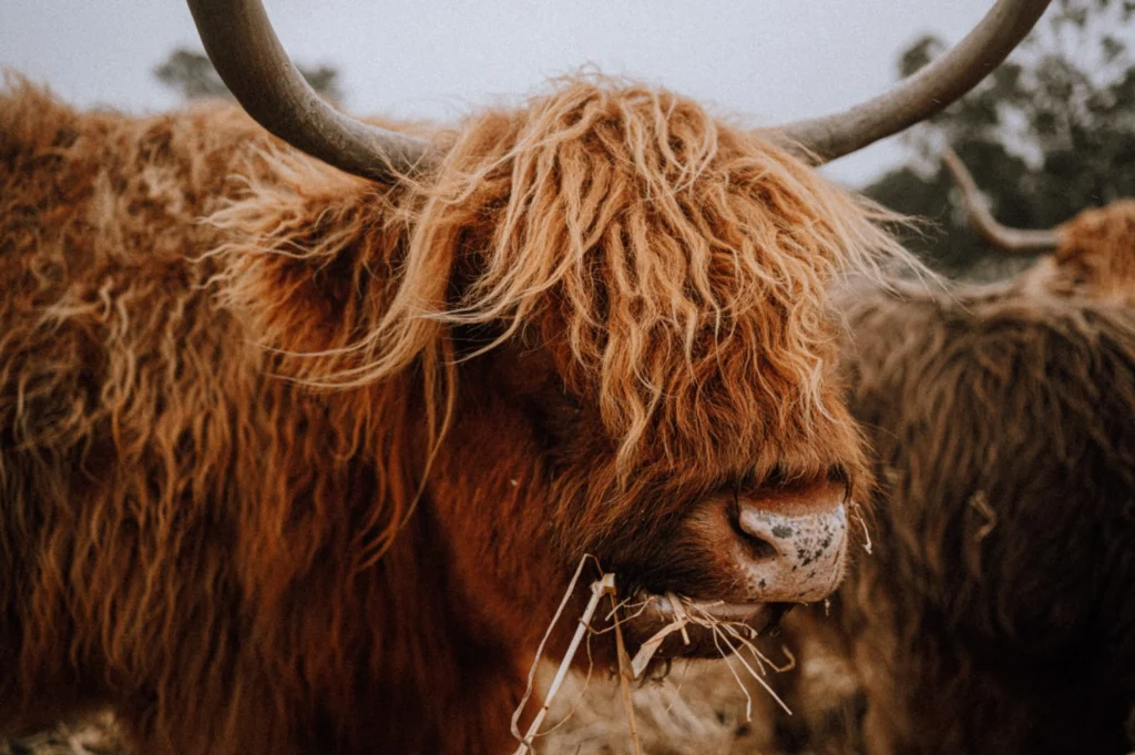 Australian Highland Cattle