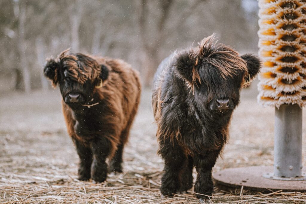 Australian Highland Cattle