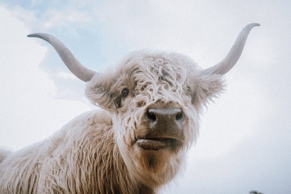 Australian Highland Cattle