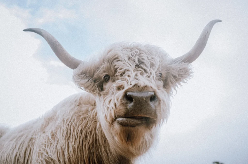 Australian Highland Cattle
