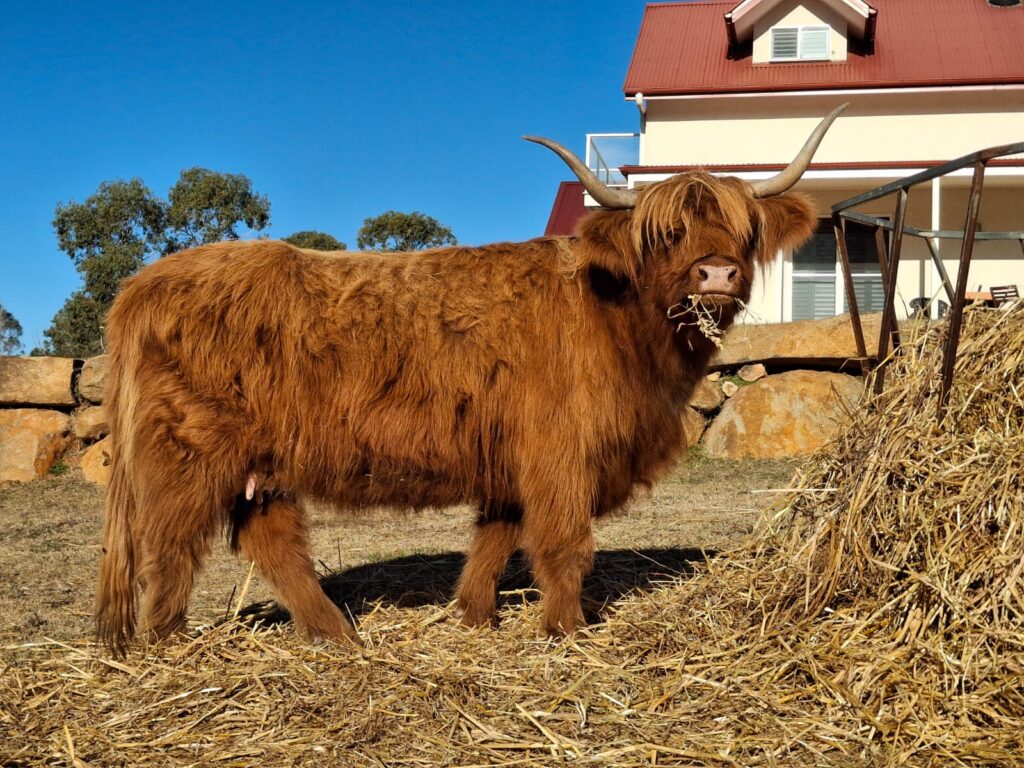 Australian Highland Cattle