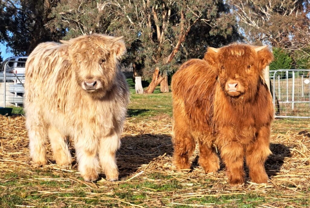 Australian Highland Cattle