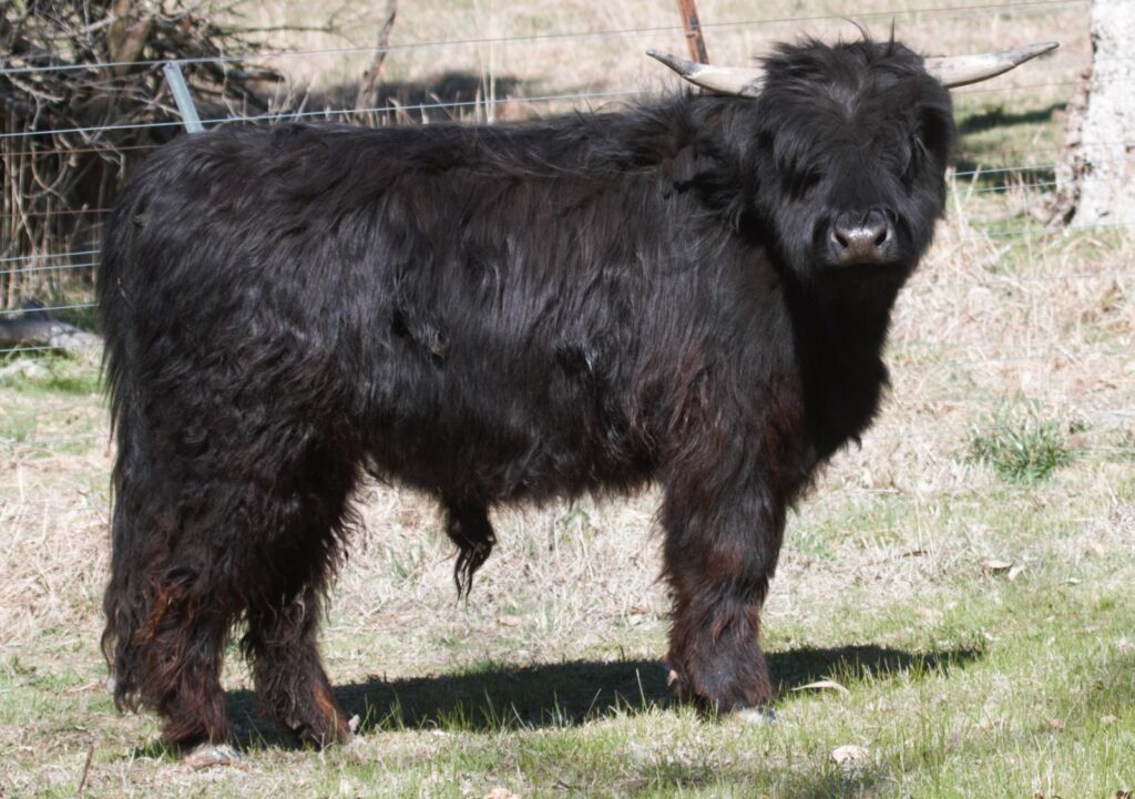 Gabhan Dubh the 1st of Ennerdale