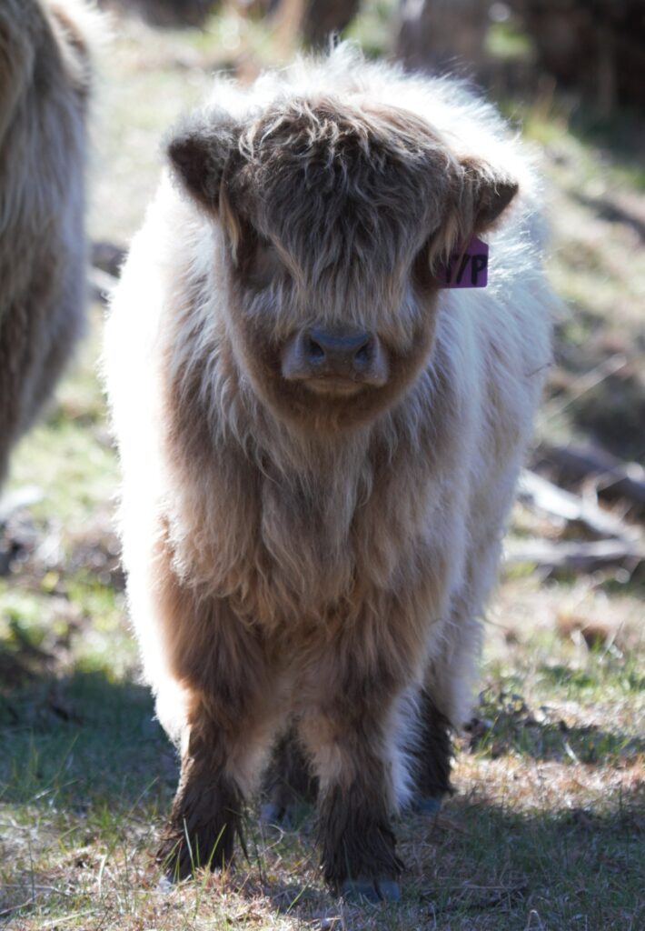Young Heifer for sale Lilah the 3rd of Ennerdale