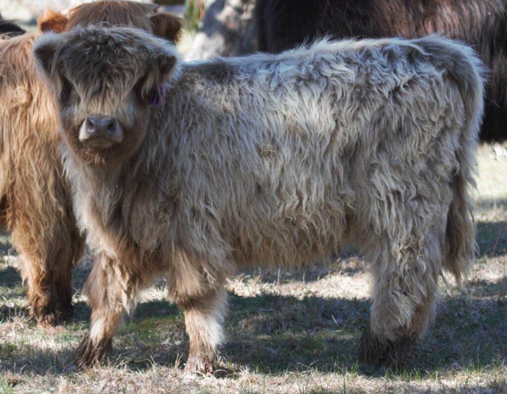 Young Heifer for sale Lilah the 3rd of Ennerdale