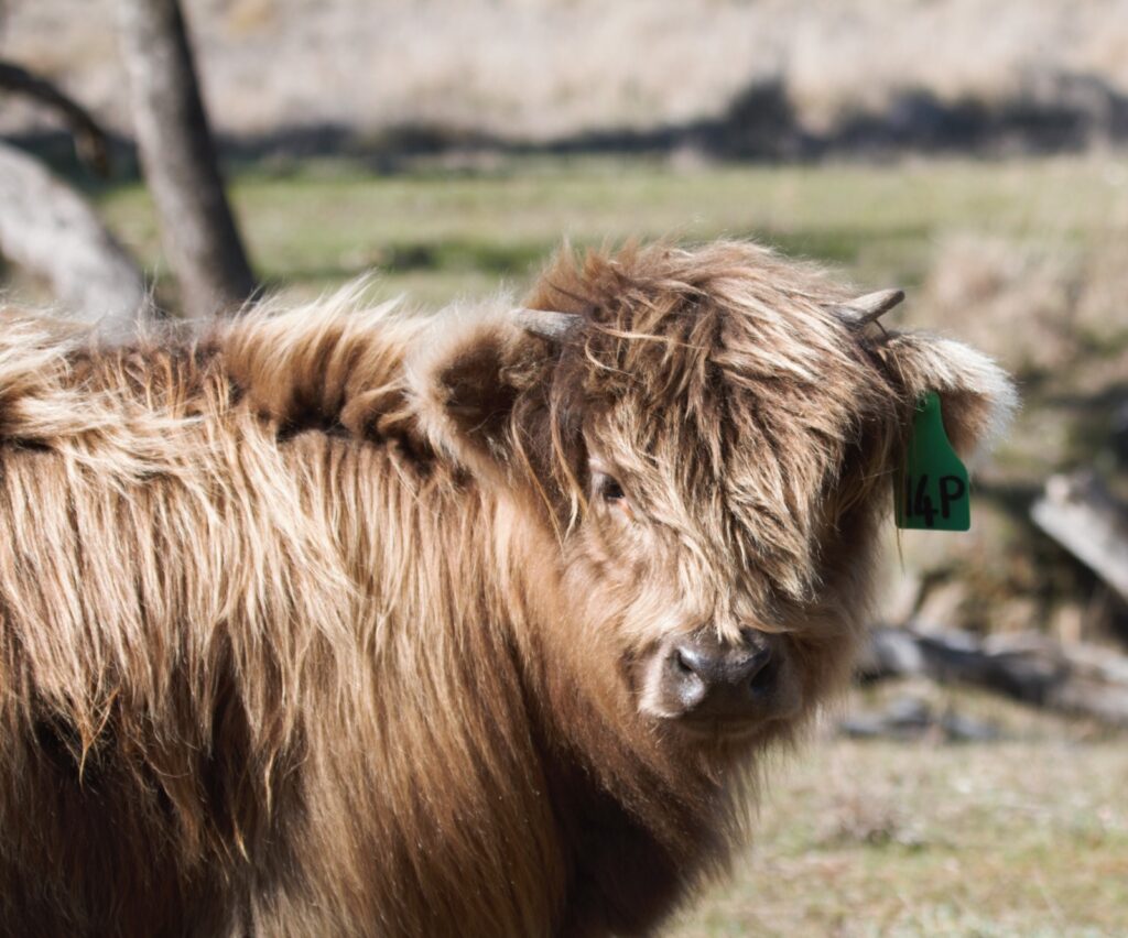 Young heifer for sale - Adelaide the 6th of Ennerdale