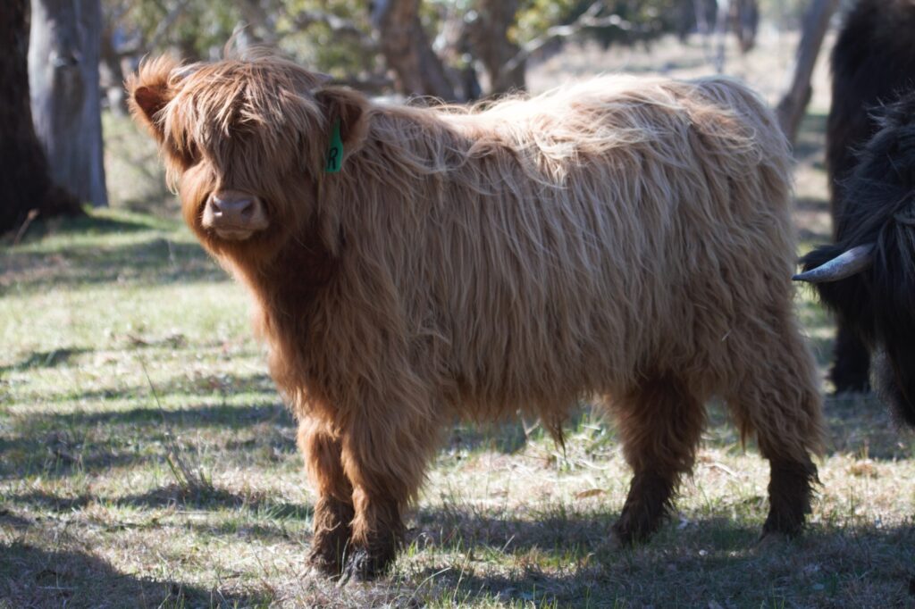 Young Bull about to be weaned. Gabhan Ruadh of Ennerdale
