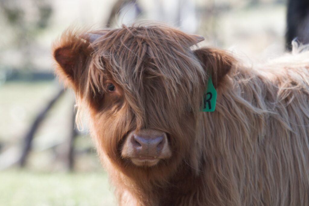 Young Bull about to be weaned. Gabhan Ruadh of Ennerdale
