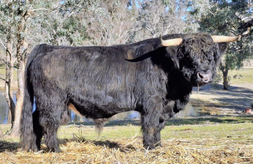australianhighlandcattle